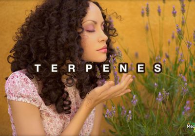 Kas yra terpenoidai ir ką jie veikia?